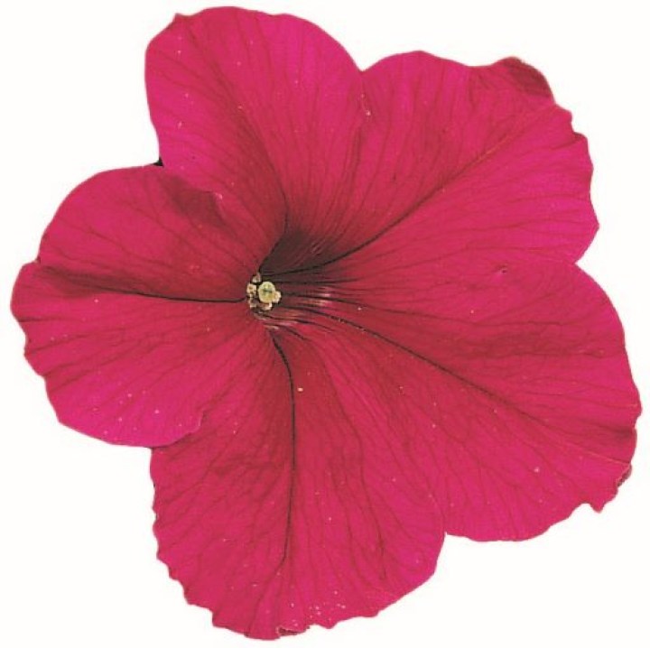 Falcon Deep Rose6